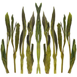 Loose leaf Jade Pillar green tea