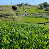Tea fields in Shizuoka, Japan