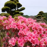Ureshino City, Saga Prefecture, Japan