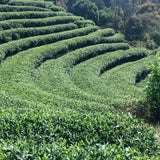 Xinchang Village, Leshan City, Sichuan Province