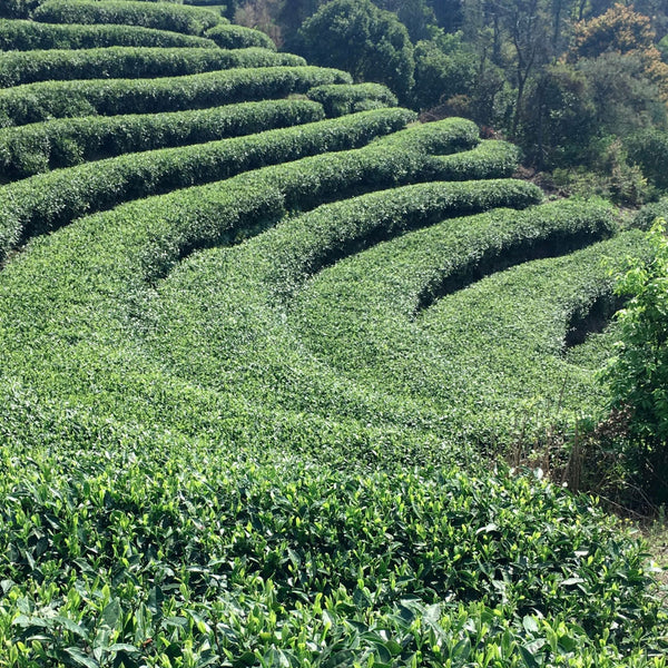 Xinchang Village, Leshan City, Sichuan Province
