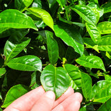 Low-grown tea plants of the Southern region