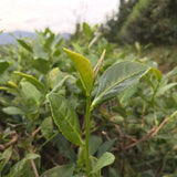 Book of Spells Tieguanyin | Oolong Tea