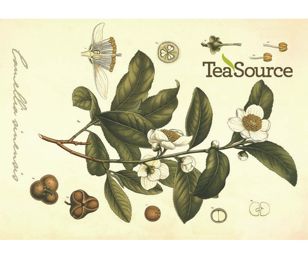 Camellia sinensis TeaSource e-gift card
